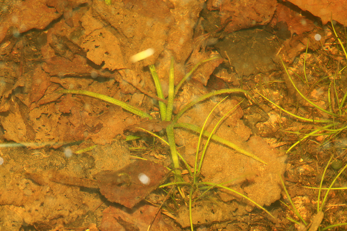 Image of Isoetes asiatica specimen.