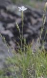 Dianthus cretaceus. Верхушка цветущего растения. Карачаево-Черкесия, Малокарачаевский р-н, левый борт долины р. Хасаут, около 1400 м н.у.м., скальный выход. 15.07.2021.