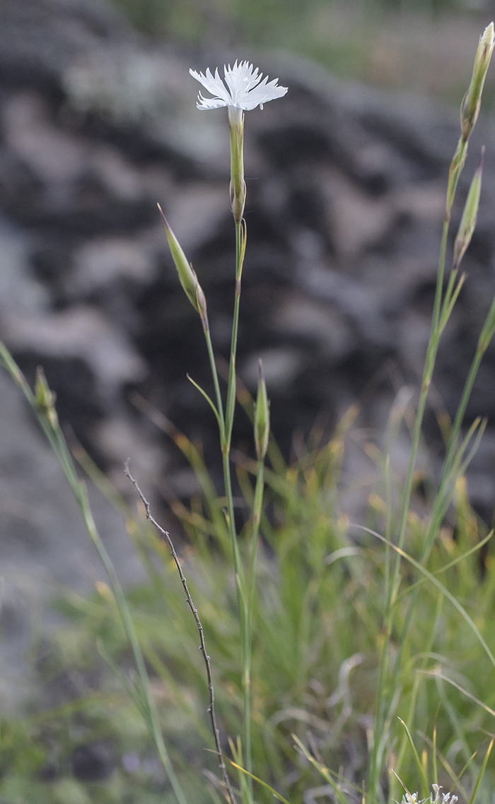 Image of Dianthus cretaceus specimen.