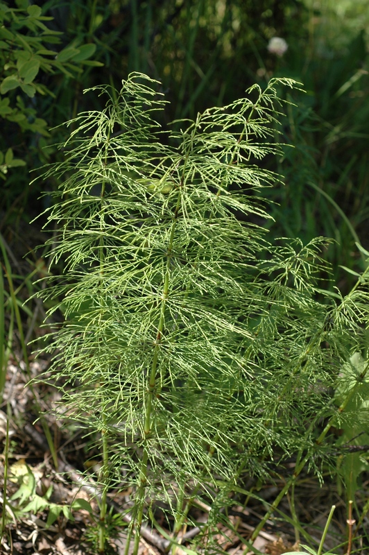 Изображение особи Equisetum sylvaticum.