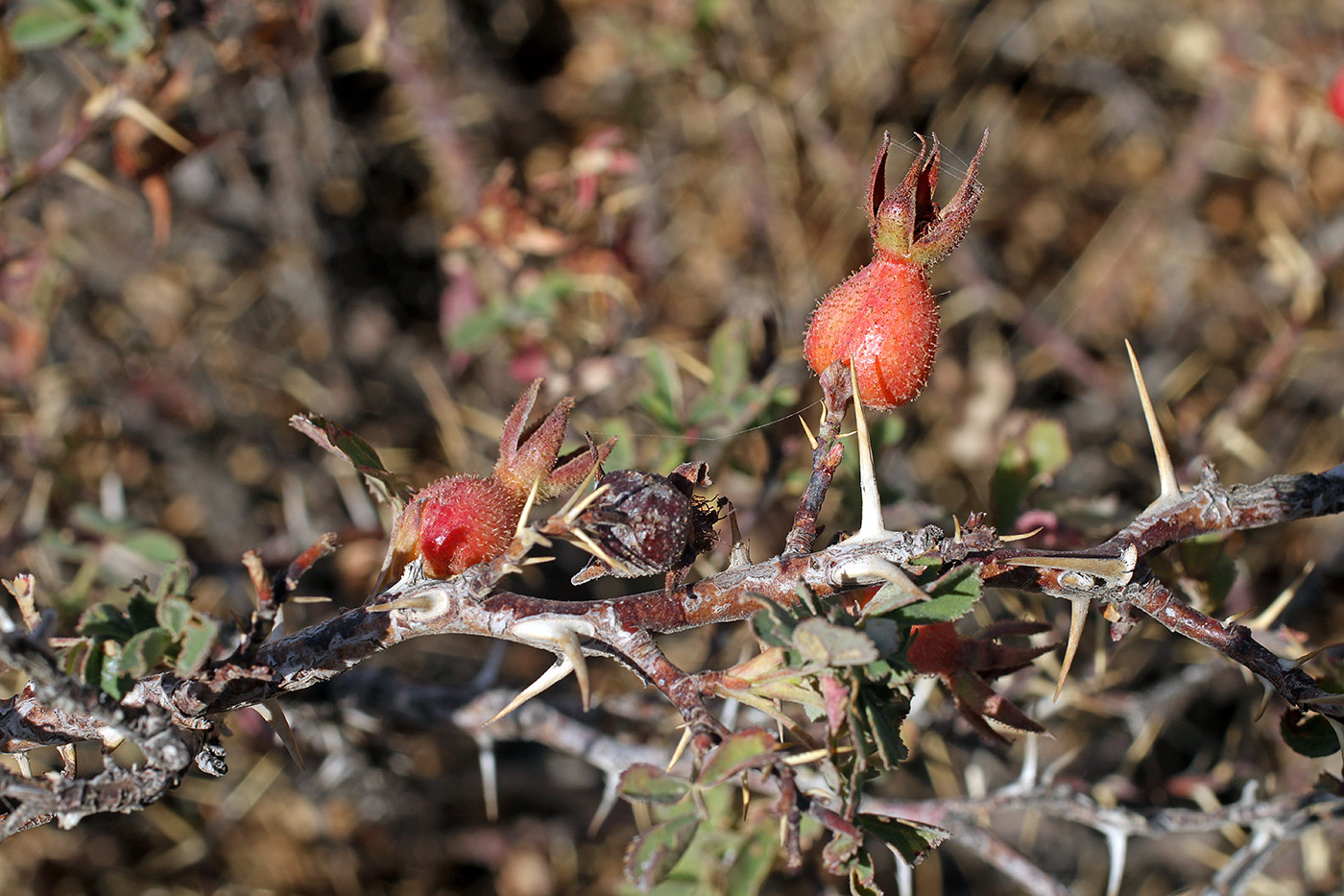 Изображение особи Rosa nanothamnus.