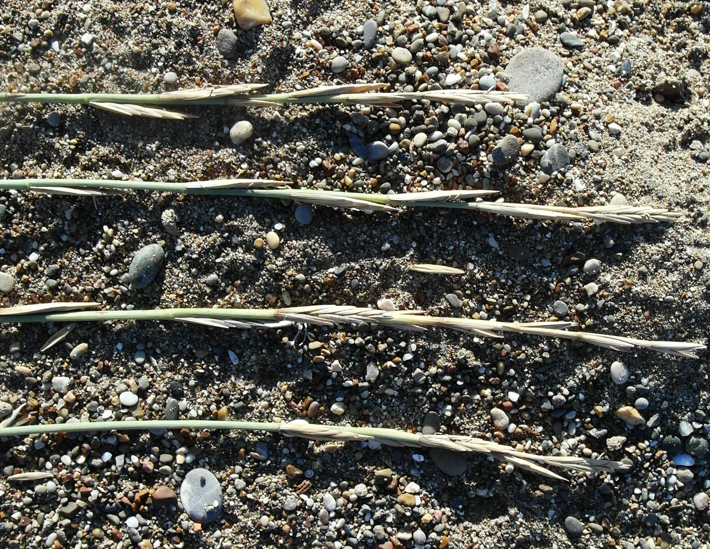 Image of Elytrigia juncea specimen.