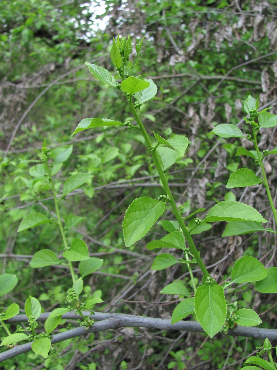 Image of Celastrus orbiculata specimen.