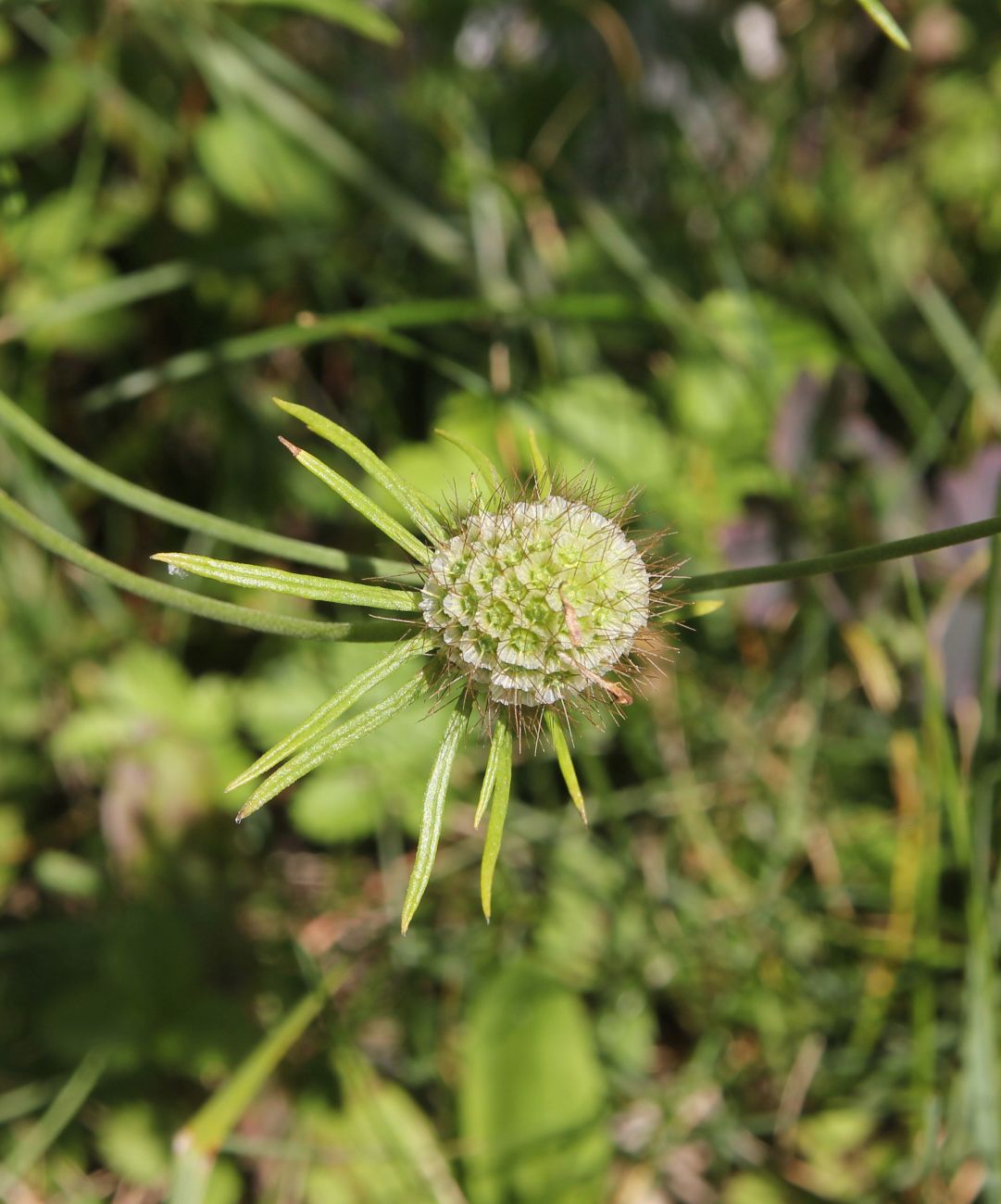 Image of Scabiosa ochroleuca specimen.