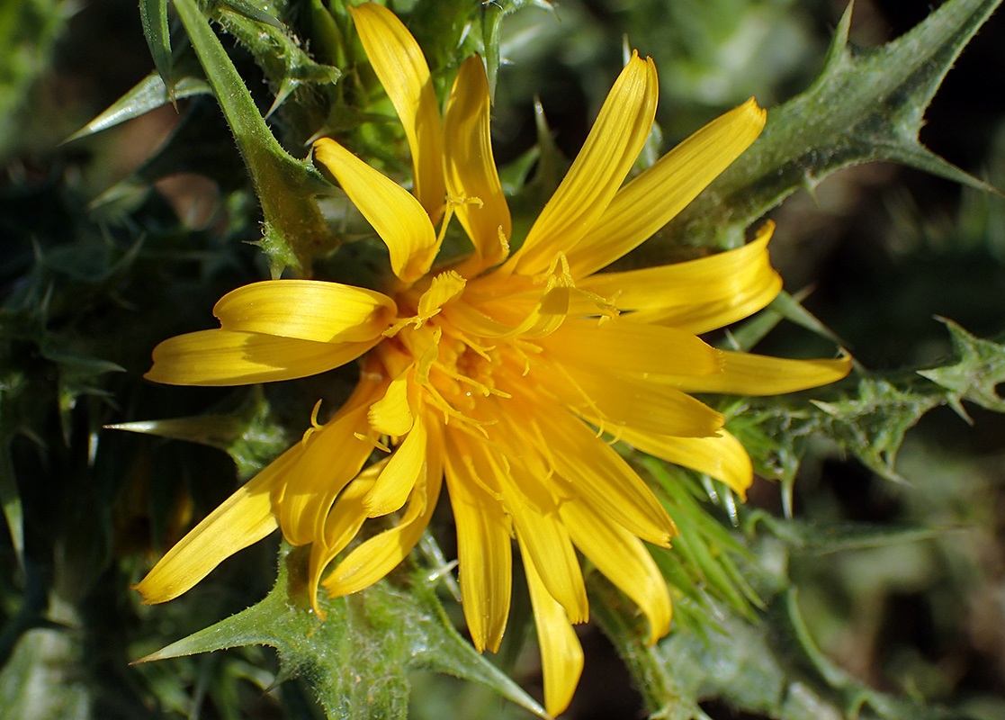 Изображение особи Scolymus hispanicus.