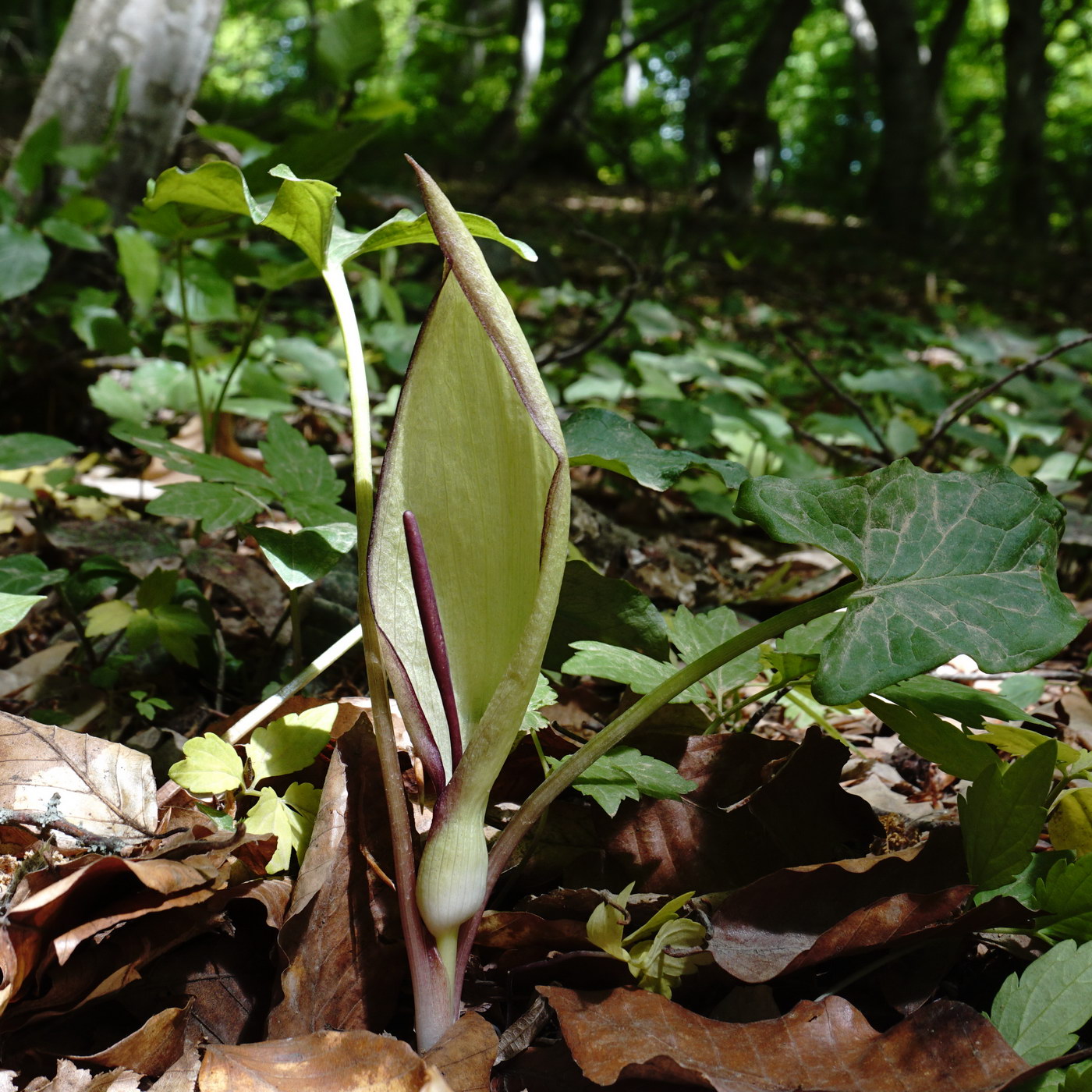 Изображение особи Arum amoenum.