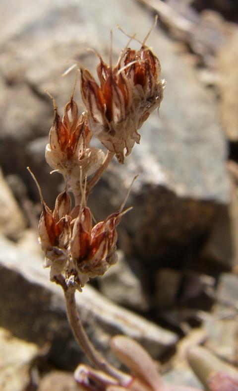 Image of Sedum alberti specimen.