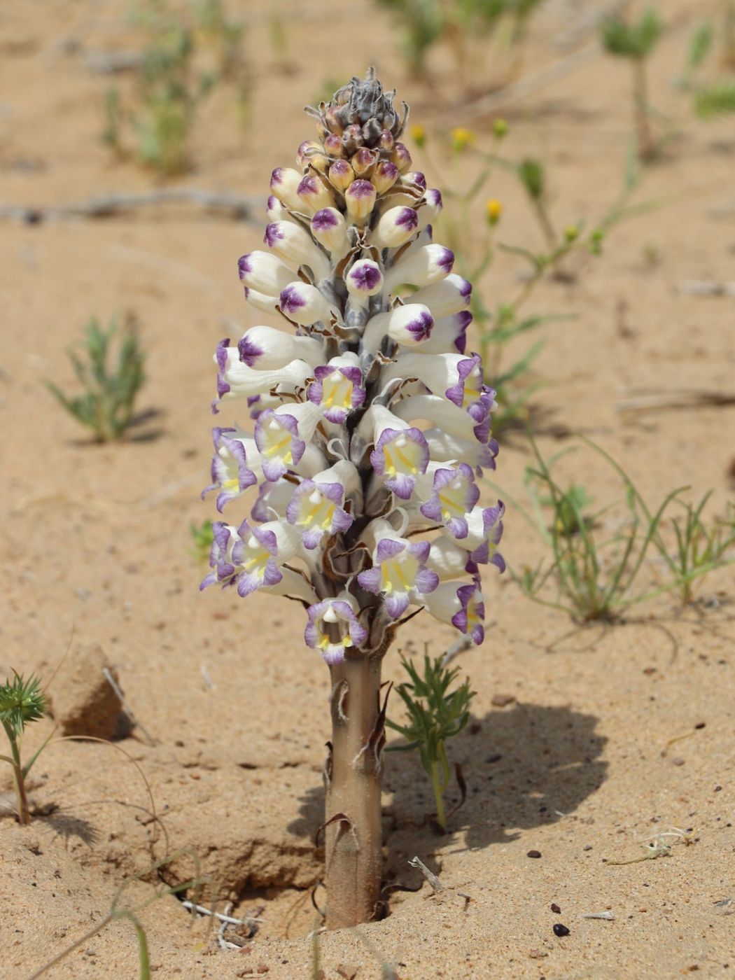 Image of Cistanche salsa specimen.