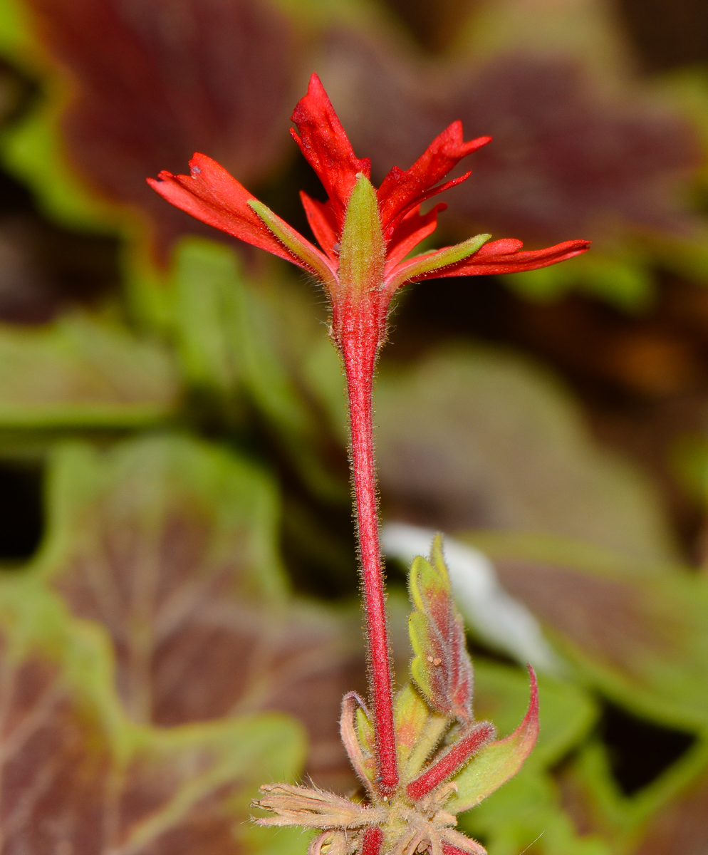 Image of genus Pelargonium specimen.