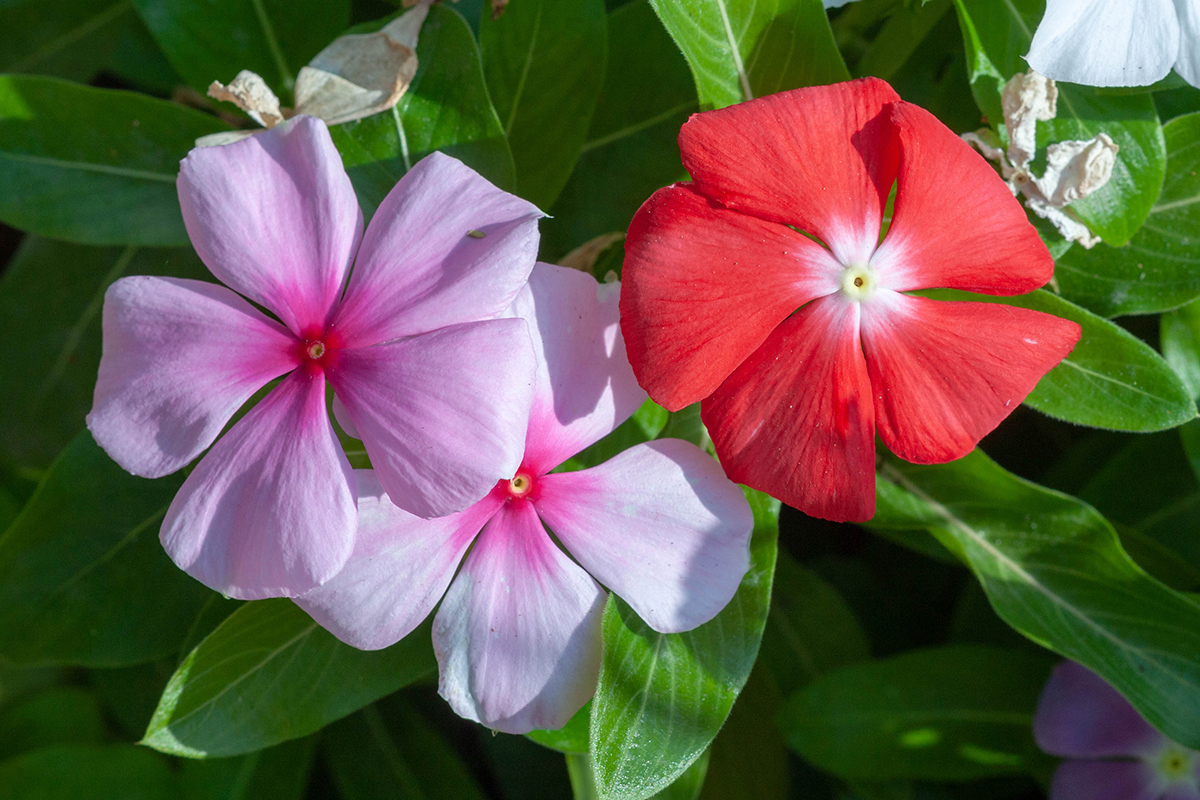 Изображение особи Catharanthus roseus.