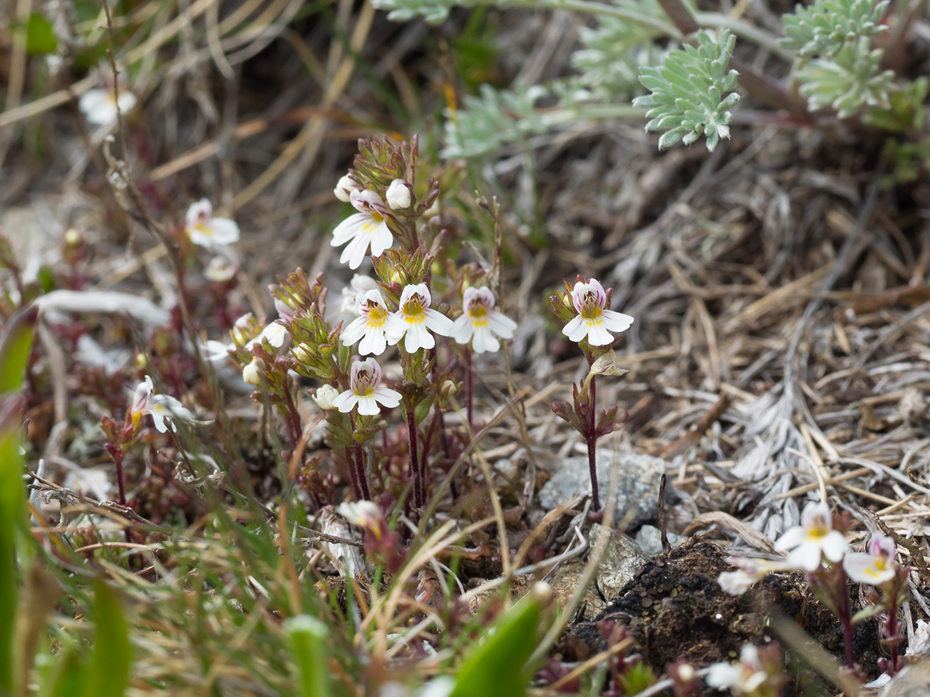 Image of Euphrasia ossica specimen.