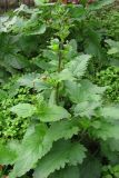 Смотреть изображение Scrophularia scopolii