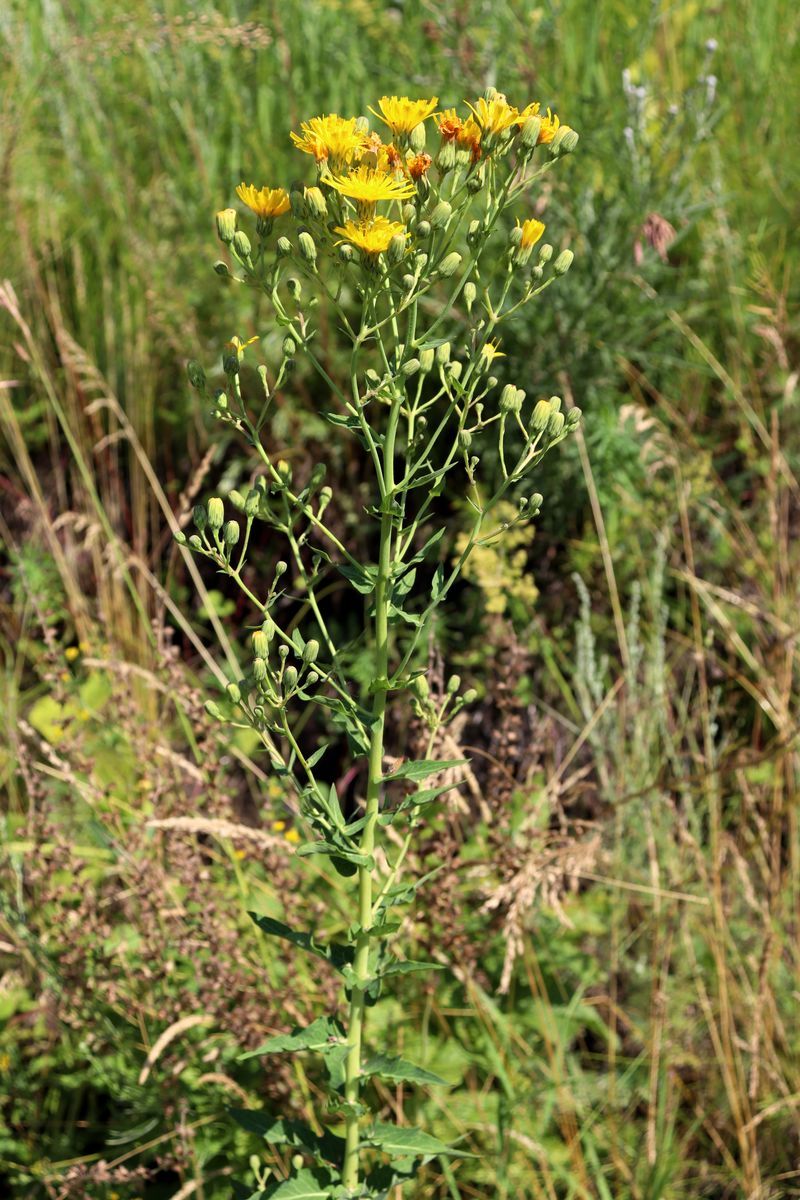 Image of Hieracium virosum specimen.