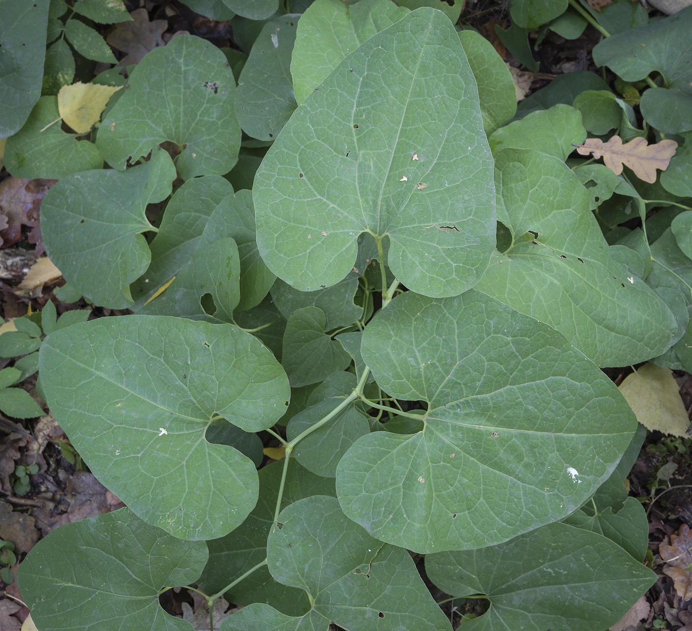 Image of Aristolochia clematitis specimen.