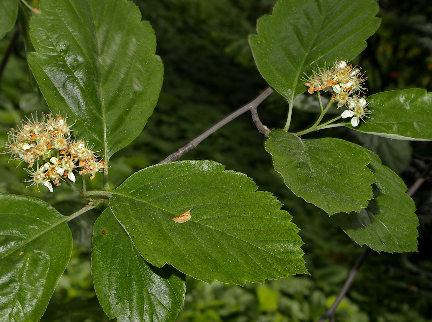 Изображение особи Sorbus luristanica.