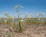 Matricaria recutita