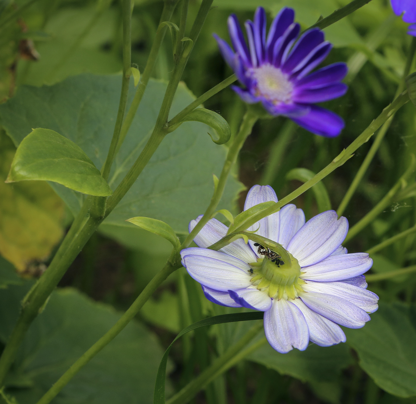 Image of Pericallis hybrida specimen.