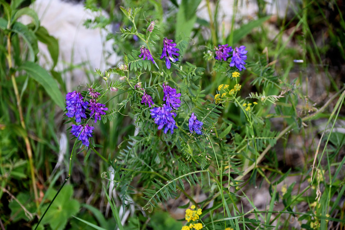 Image of Vicia cracca specimen.