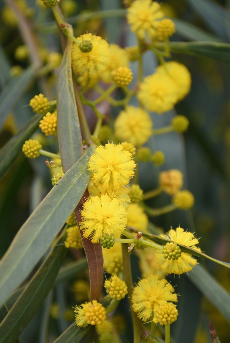 Image of Acacia salicina specimen.