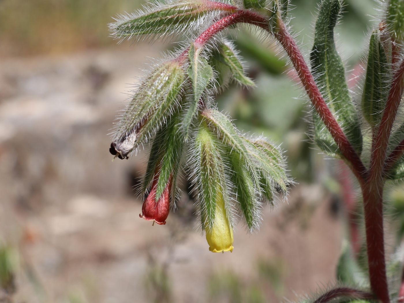 Изображение особи Onosma dichroantha.