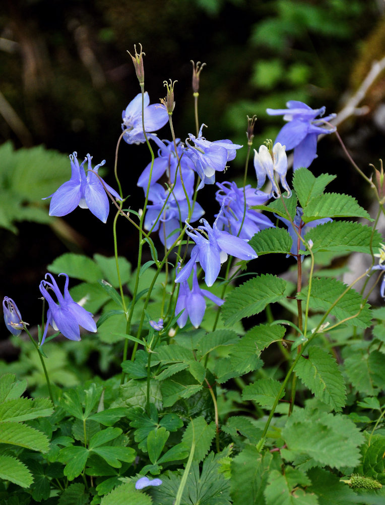 Изображение особи Aquilegia amurensis.