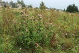 Eupatorium cannabinum. Плодоносящее растение. Псковская обл., Гдовский р-н, окр. дер. Спицино; берег Чудского оз., опушка прибрежного ивняка со стороны берега, закустаренный злаково-разнотравный луг на песке. 28.09.2023.