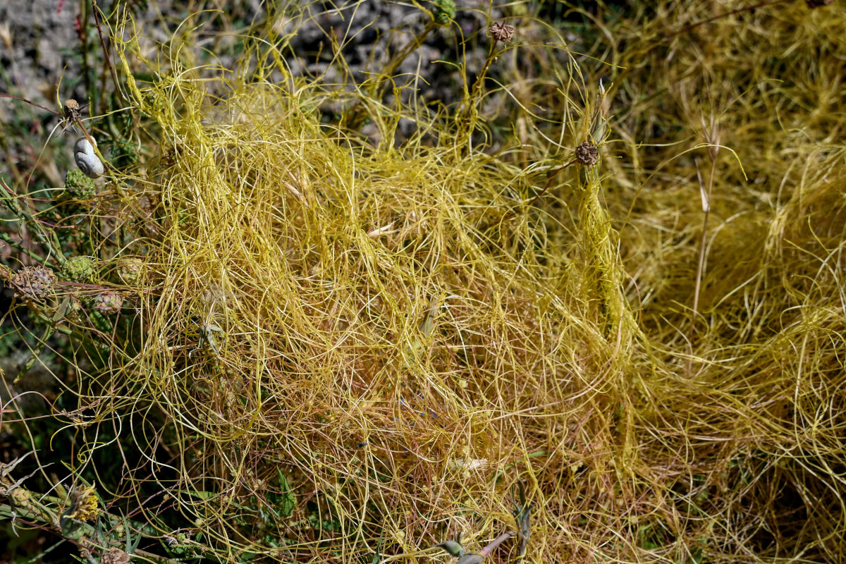 Image of genus Cuscuta specimen.