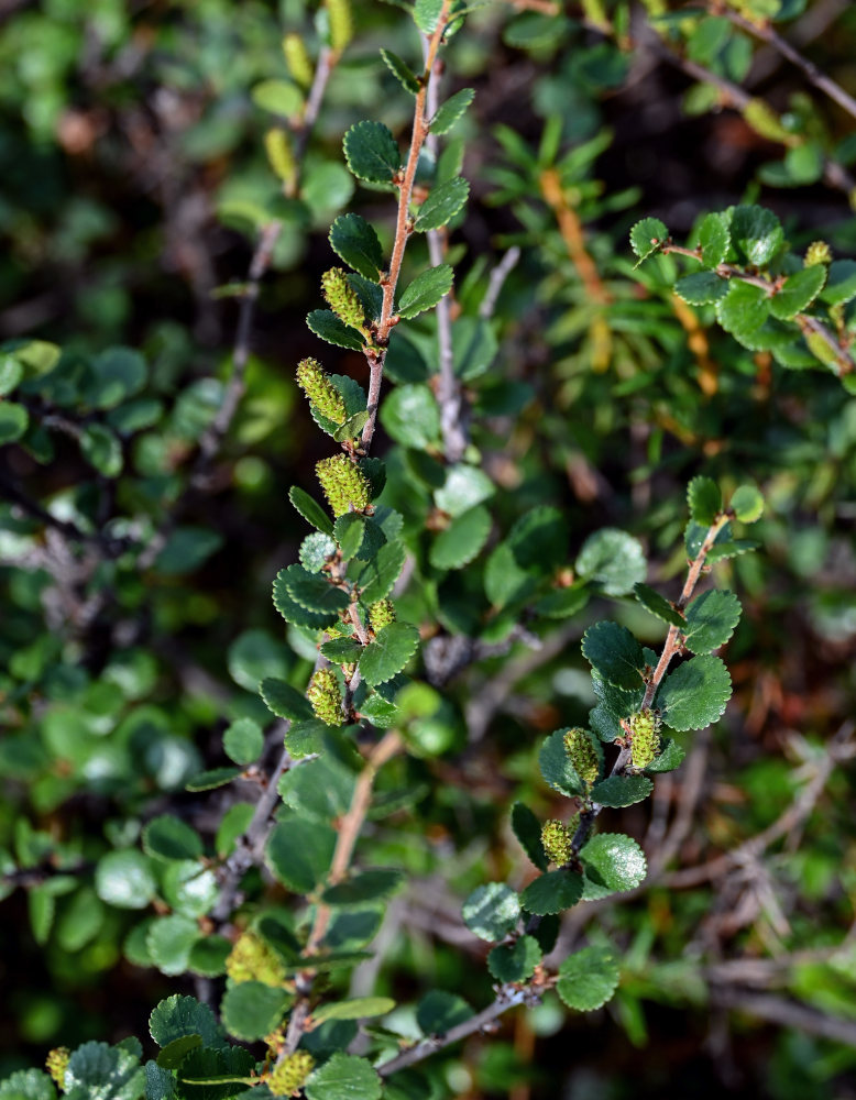 Image of Betula nana specimen.