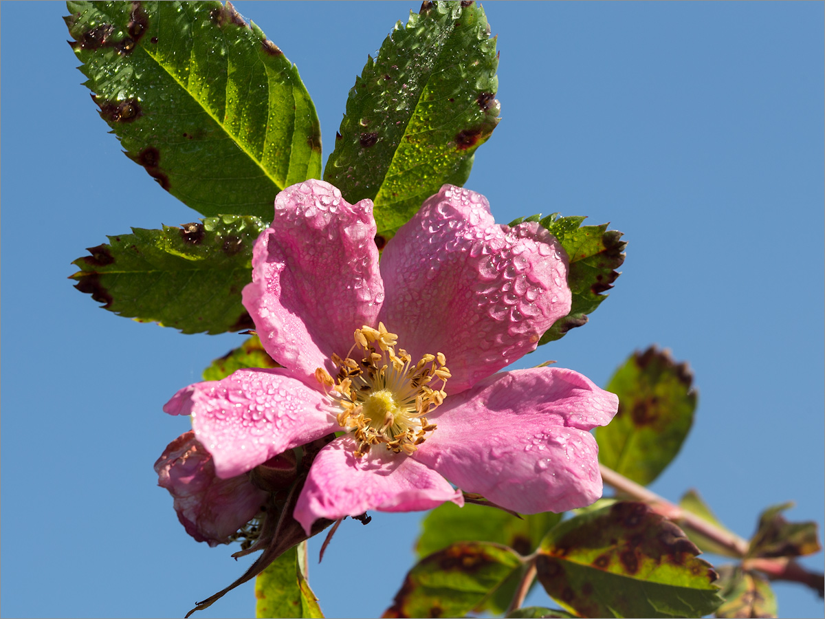 Image of genus Rosa specimen.