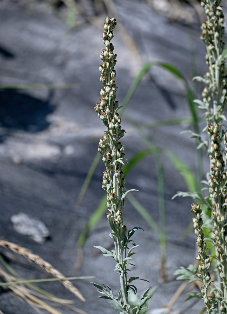 Изображение особи Artemisia stelleriana.