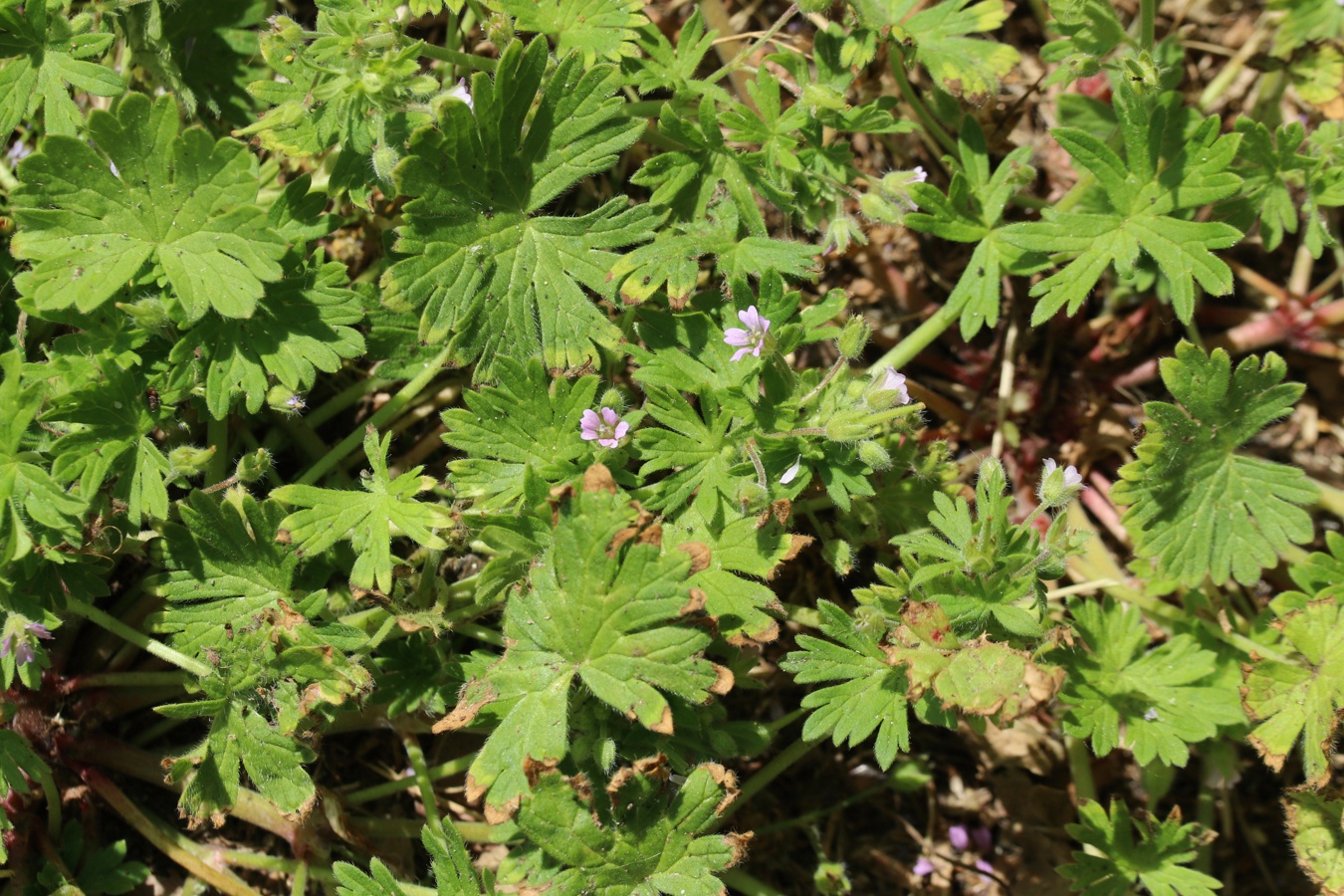 Image of Geranium pusillum specimen.