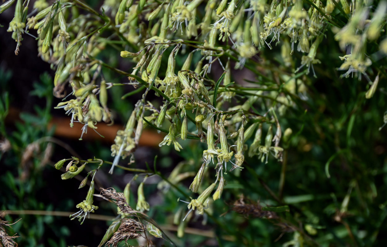 Image of Silene saxatilis specimen.