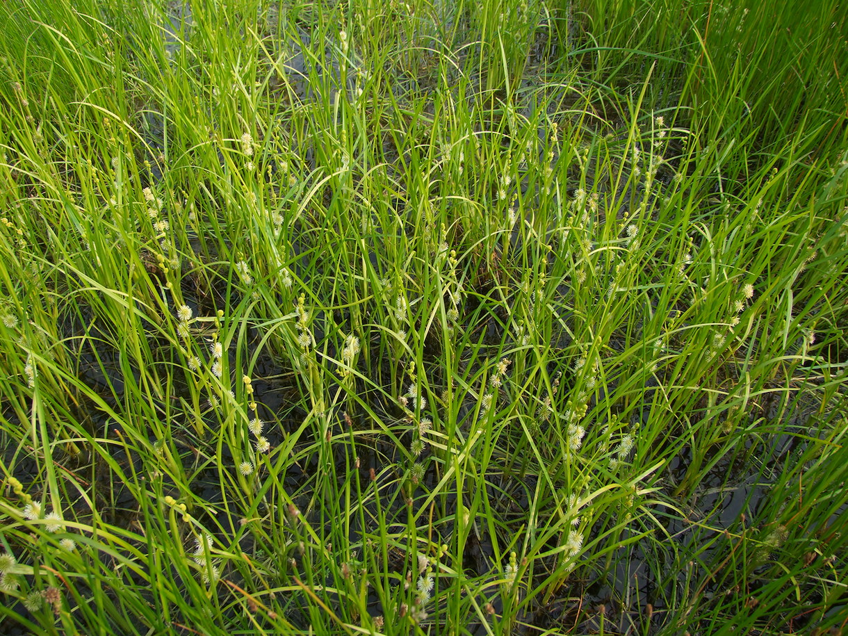 Image of Sparganium rothertii specimen.