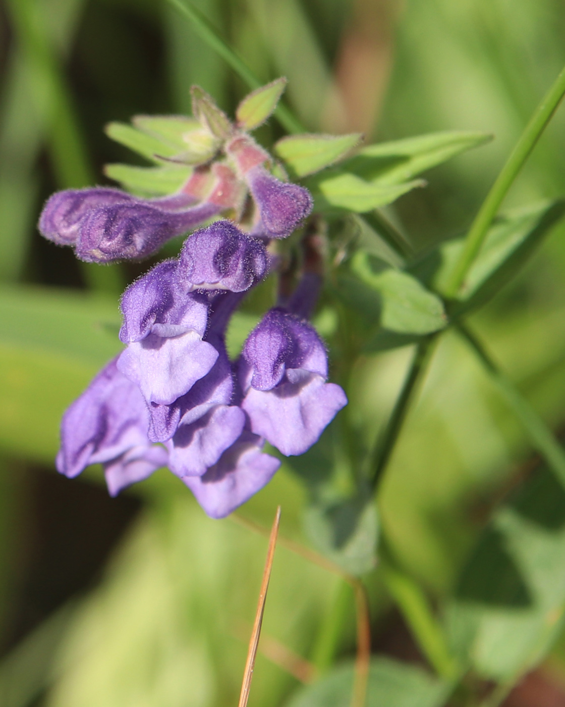 Image of Scutellaria hastifolia specimen.