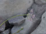 familia Apiaceae. Верхушка цветущего растения. Чечня, Шаройский р-н, окр. с. Чайры, выс. ок. 1550 м н.у.м. 24 июня 2024 г.