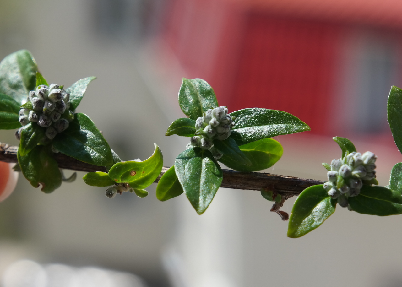 Image of genus Buddleja specimen.