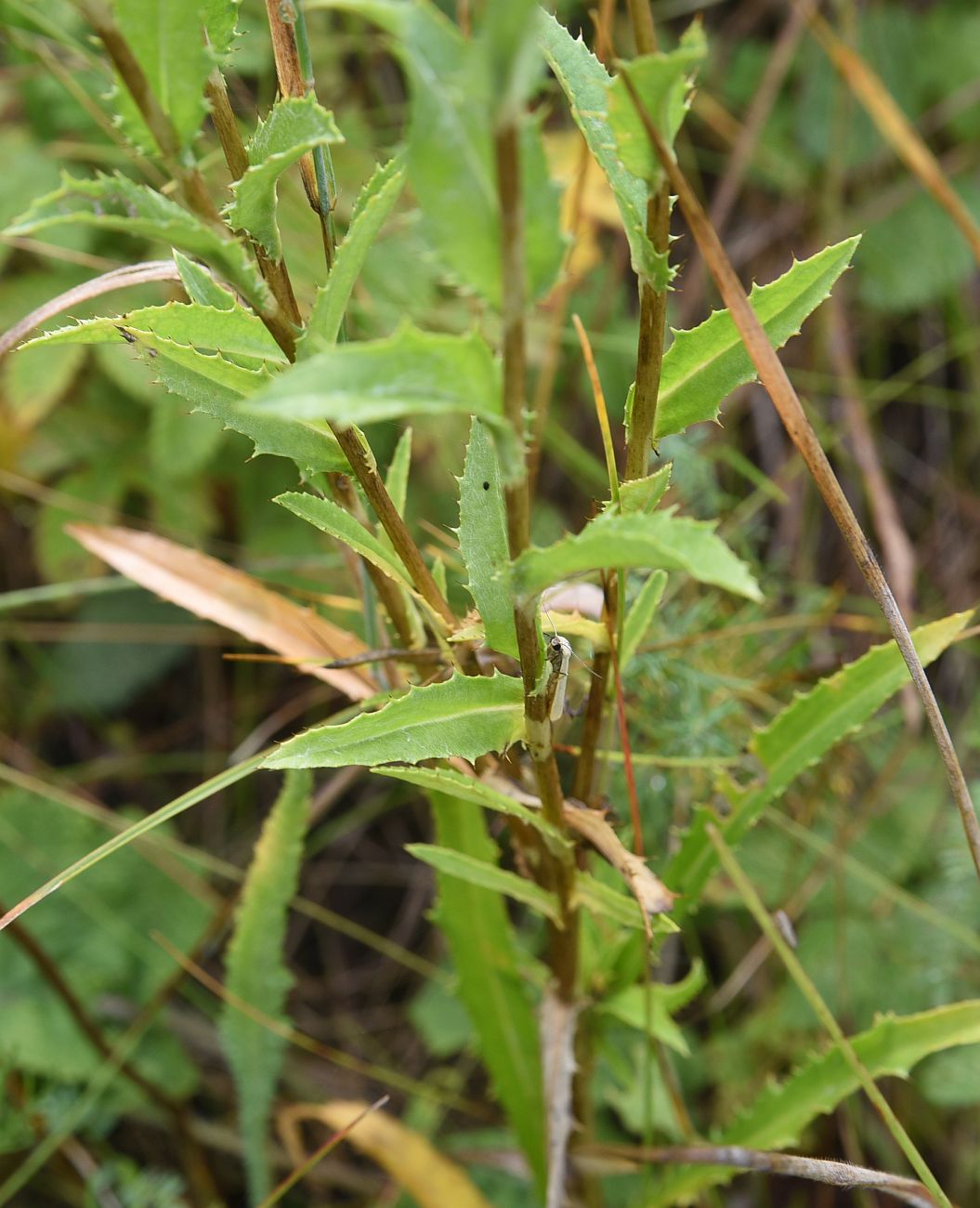 Изображение особи Carlina biebersteinii.