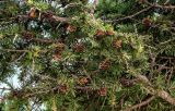 Larix kamtschatica. Часть ветви с шишками. Курильские о-ва, о-в Итуруп, г. Курильск, подножие лугового склона. 14.08.2023.