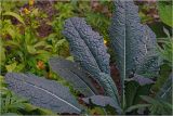 Brassica oleracea. Листья (сорт \"Тоскана\"). Московская обл., Раменский р-н, окр. дер. Хрипань, садовый участок. 16.07.2024.