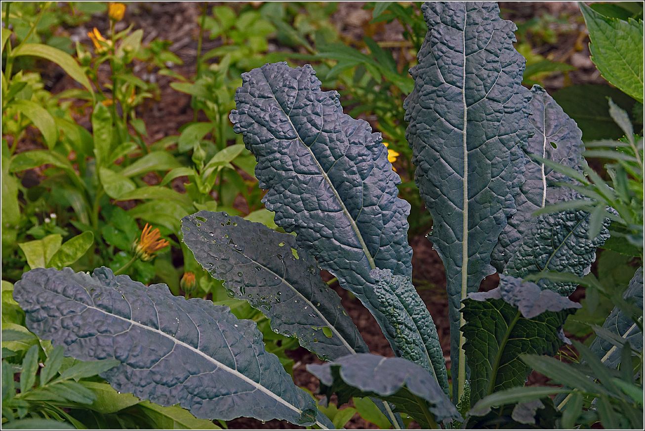 Изображение особи Brassica oleracea.