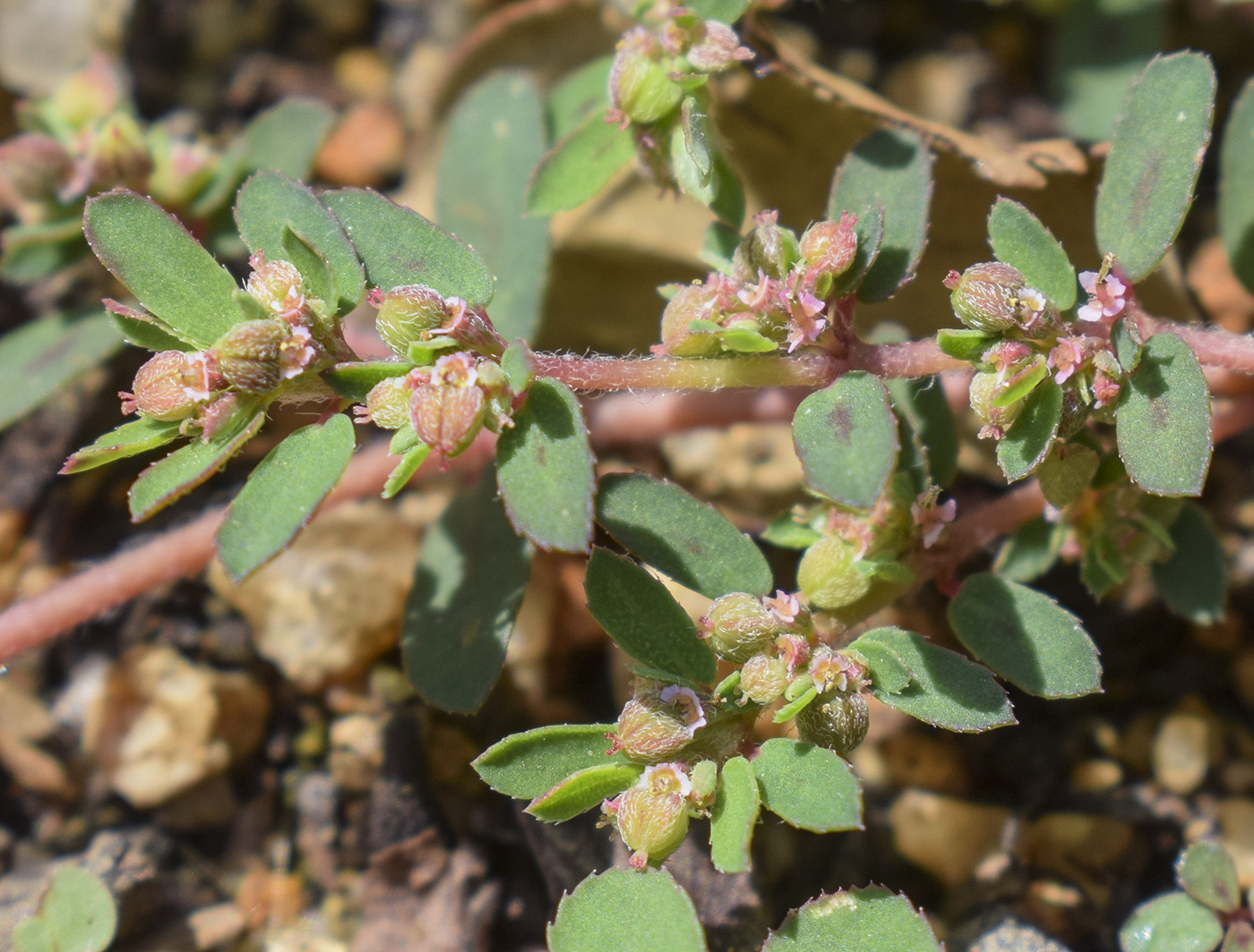 Image of Euphorbia maculata specimen.