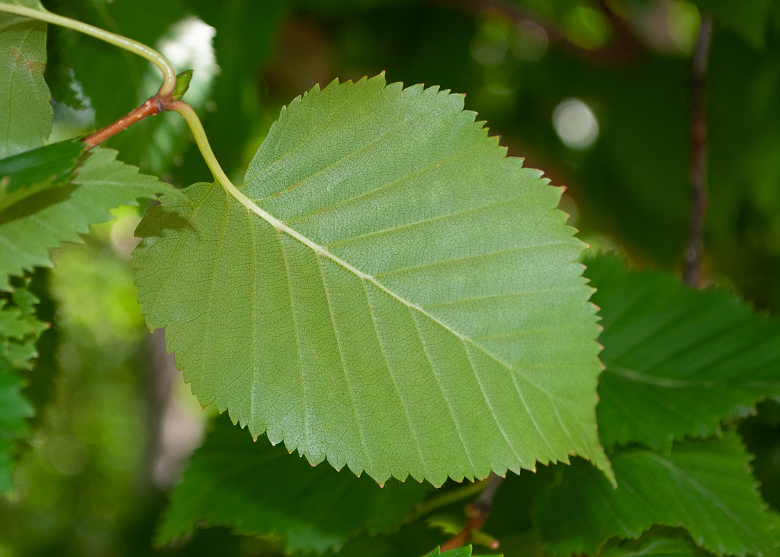 Image of Betula ermanii specimen.