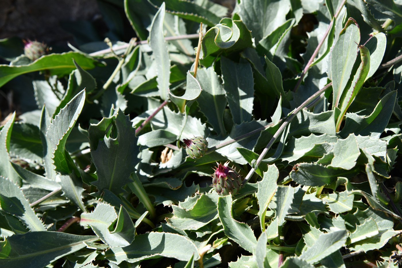 Image of Klasea procumbens specimen.