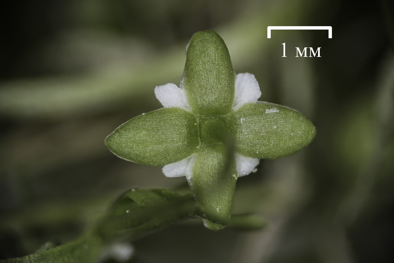 Image of Sagina procumbens specimen.