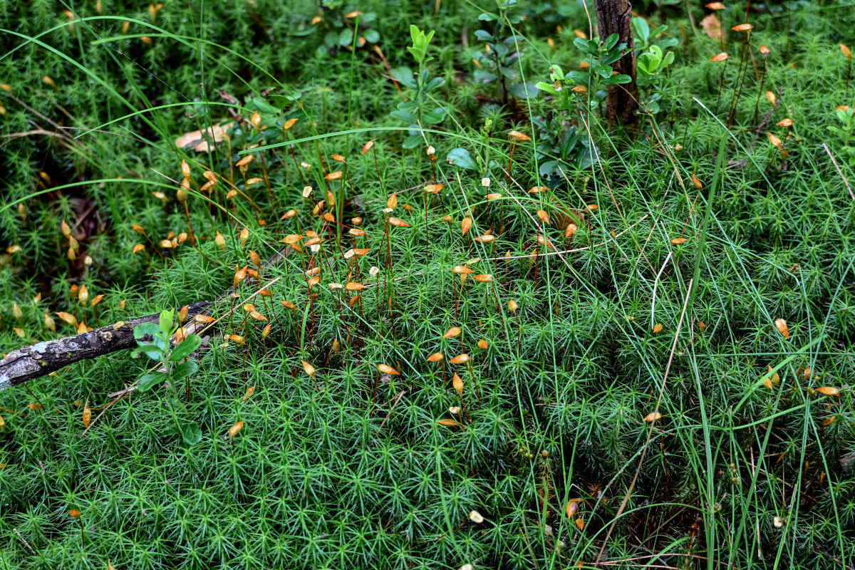 Image of Polytrichum commune specimen.