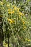 Parkinsonia aculeata. Цветущие ветви. Турция, г. Анталья, Dokuma Park, в культуре. 01.06.2024.