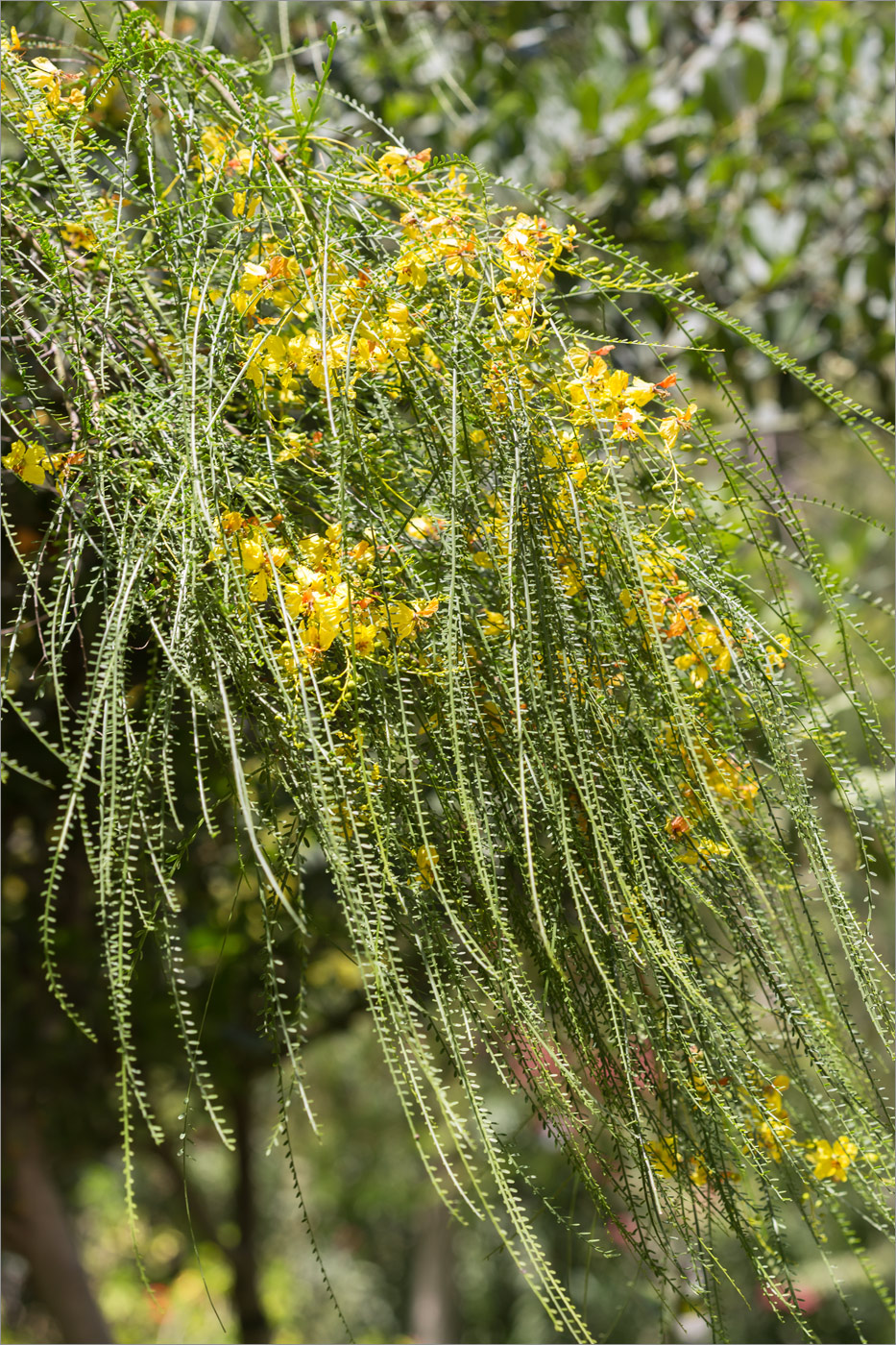 Image of Parkinsonia aculeata specimen.