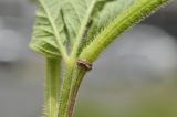 Cleome viscosa. Часть плода. Таиланд, Бангкок, Донмыанг, пустырь среди городской застройки. 23.07.2024.