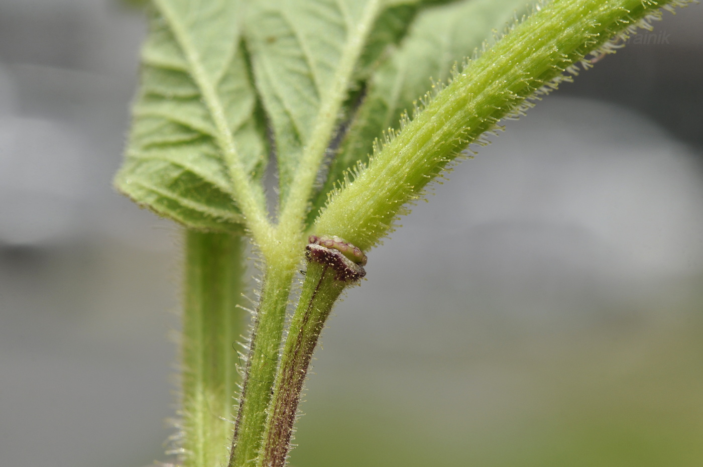 Изображение особи Cleome viscosa.