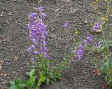 Campanula rapunculoides